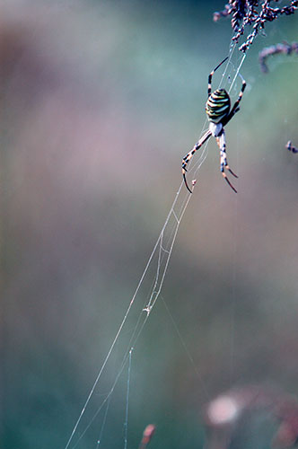 Spiders at Kawaguchi Lake