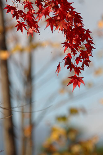 Colorful leafs at Kawaguchi Lake