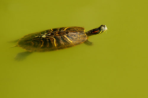 Nara, pond turtle