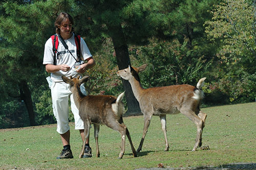 Nara Park, deer